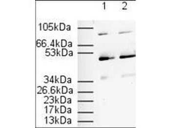 Ppara Antibody