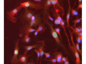Ppara Antibody