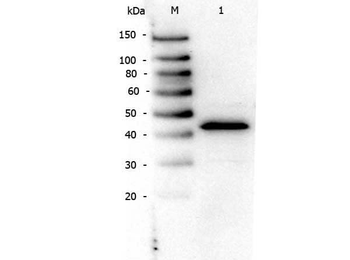 Ppara Antibody