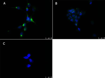 Ppara Antibody
