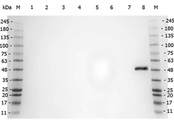 Ppara Antibody