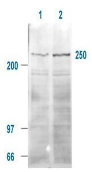 MTOR Antibody