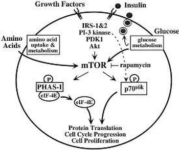 MTOR Antibody