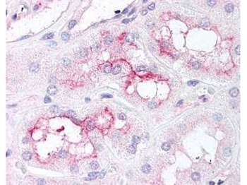 MTOR Antibody