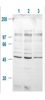 GSK3B Antibody