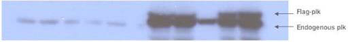 PLK1 Antibody