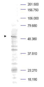 PLK1 Antibody