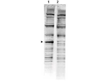 PACRG Antibody
