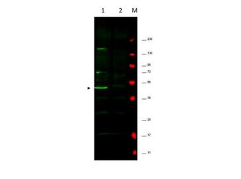 FBXO5 Antibody