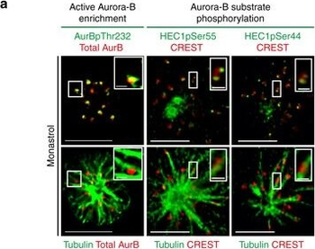 AURKB Antibody