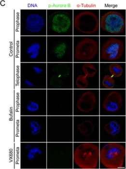 AURKB Antibody
