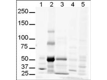 GLI3 Antibody