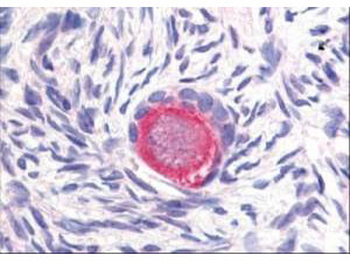 DLL4 Antibody