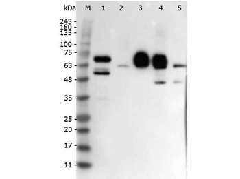 DLL4 Antibody