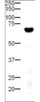 DLL4 Antibody