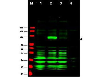AJUBA Antibody