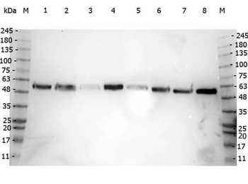 TUBA1B Antibody