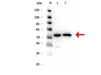 TUBA1B Antibody