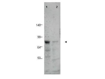 CTCFL Antibody
