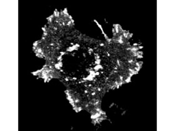 Asap1 Antibody