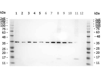 SMAD3 Antibody