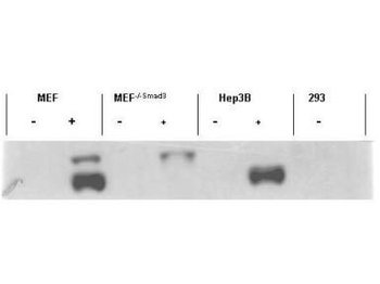 SMAD3 Antibody