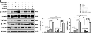 SMAD3 Antibody