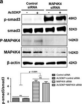 SMAD3 Antibody