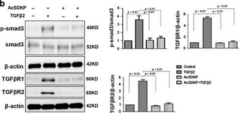 SMAD3 Antibody