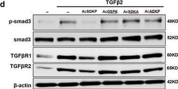 SMAD3 Antibody
