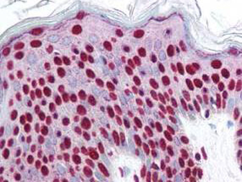 SMAD3 Antibody