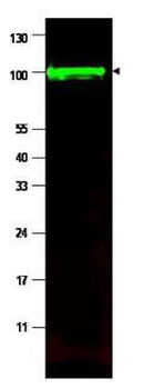 PPP1R13L Antibody