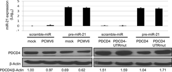 PDCD4 Antibody
