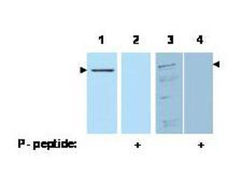 PDCD4 Antibody