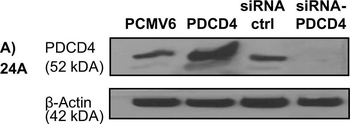 PDCD4 Antibody