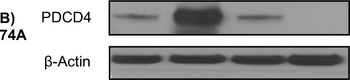 PDCD4 Antibody