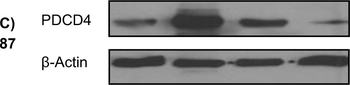 PDCD4 Antibody