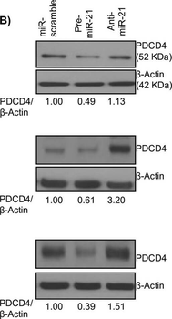 PDCD4 Antibody