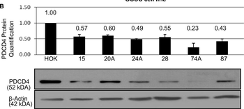 PDCD4 Antibody
