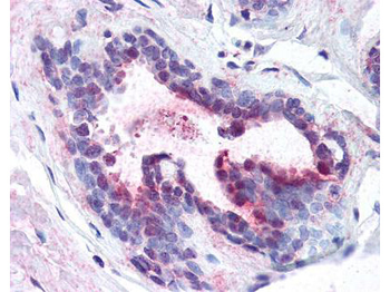 PDCD4 Antibody