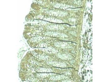 PDCD4 Antibody