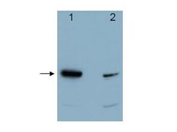 PDCD4 Antibody