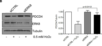 PDCD4 Antibody