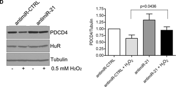 PDCD4 Antibody