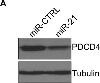 PDCD4 Antibody