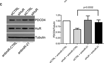 PDCD4 Antibody