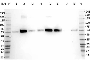 PDCD4 Antibody