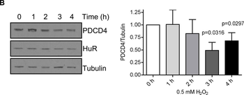 PDCD4 Antibody