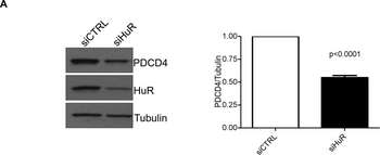 PDCD4 Antibody
