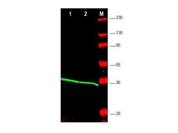 PCNA Antibody
